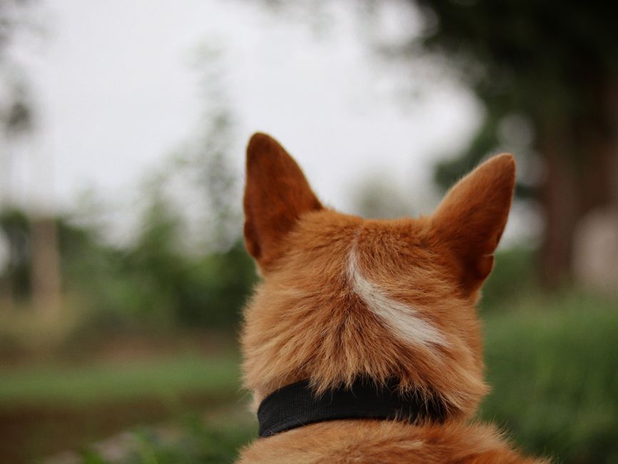 Close-up of a dog's head and ears from behind, outdoors in a natural setting.